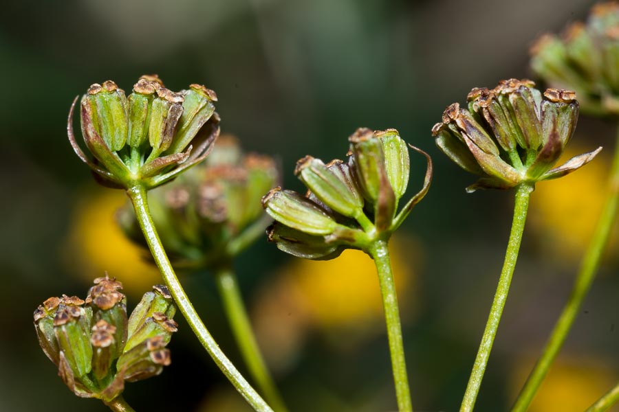 Bupleurum ranunculoides / Buplero ranuncoloide